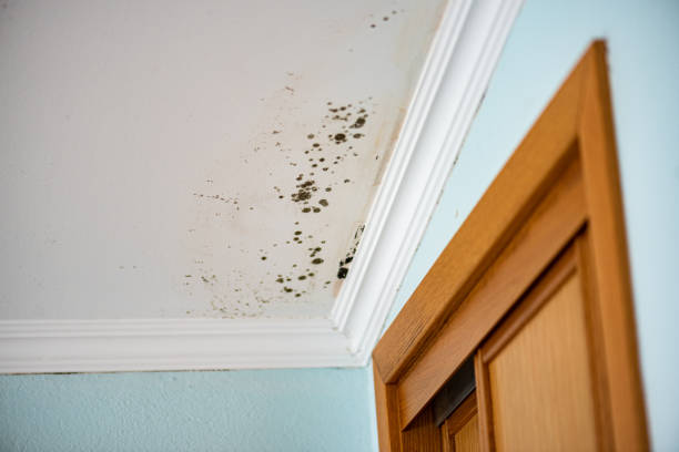 Best Attic Mold Removal  in North Tonawanda, NY