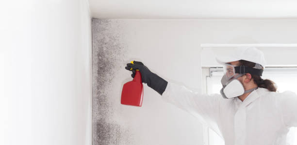 Best Toxic Mold Removal  in North Tonawanda, NY