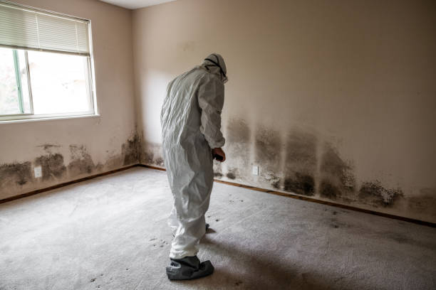 Attic Mold Removal in North Tonawanda, NY