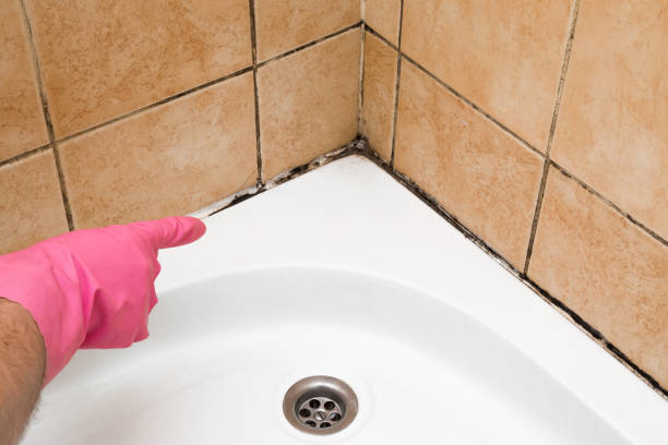 Best Mold Damage Repair  in North Tonawanda, NY