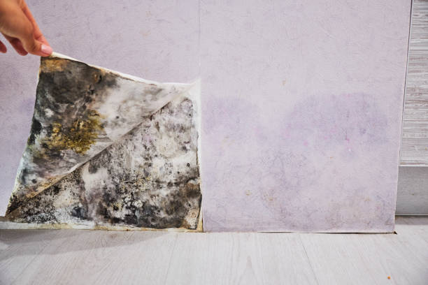 Best Mold Cleaning Services  in North Tonawanda, NY